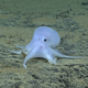 Casper the friendly incirrate octopus. (Image: NOAA Office of Ocean Exploration and Research, Hohonu Moana 2016)